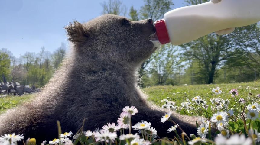 Sinop'ta doğada bulunan 2 ayı yavrusunu veteriner hekimler besledi