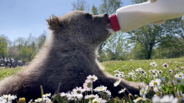Sinop'ta doğada bulunan 2 ayı yavrusunu veteriner hekimler besledi