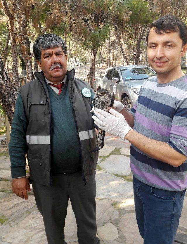 Doğaya 20 bin 700 kilo yem bırakıldı, 80 yaban hayvanı tedavi edildi