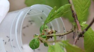 Doğaya savaşçı böcekler bırakıldı