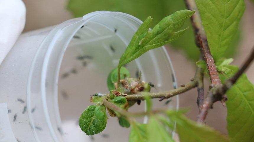 Doğaya savaşçı böcekler bırakıldı