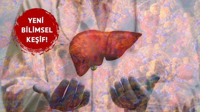 Çin'den bilimsel keşif! Bağırsak mantarı karaciğer hastalıklarına yeni umut olabilir: “Gerçekten mucizevi”