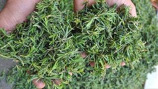 Zahterin faydaları nelerdir? Zahter zayıflatır mı? Zahterin saça, mideye, cilde ve karaciğere faydaları