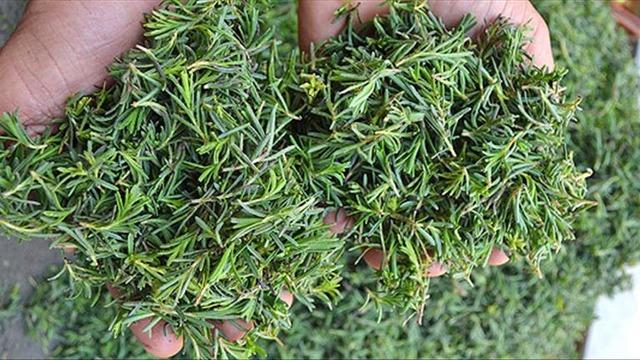 Zahterin faydaları nelerdir? Zahter zayıflatır mı? Zahterin saça, mideye, cilde ve karaciğere faydaları