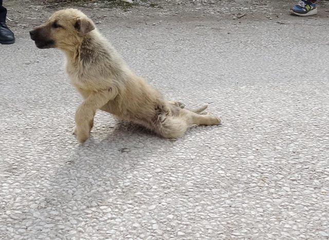 Arka bacakları kırılan yavru köpeğe tedavi