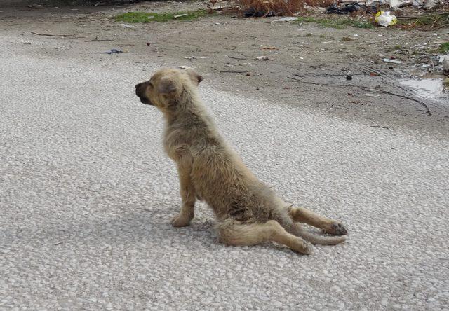 Arka bacakları kırılan yavru köpeğe tedavi