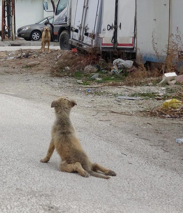 Arka bacakları kırılan yavru köpeğe tedavi