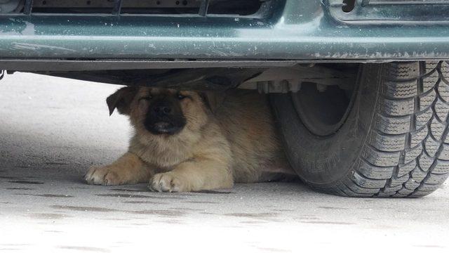 Arka bacakları kırılan yavru köpeğe tedavi