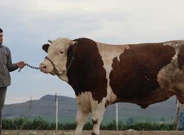 Anadolu'da ondan başka yok! Ayda 60 kilo alıyor, 420 bin lira fiyatı var