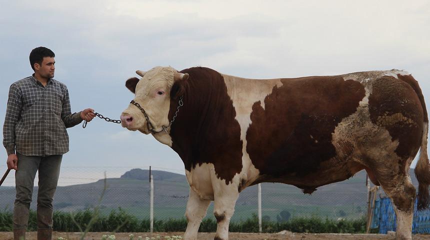 Anadolu'da ondan başka yok! Ayda 60 kilo alıyor, 420 bin lira fiyatı var