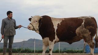 Anadolu'da ondan başka yok! Ayda 60 kilo alıyor, 420 bin lira fiyatı var