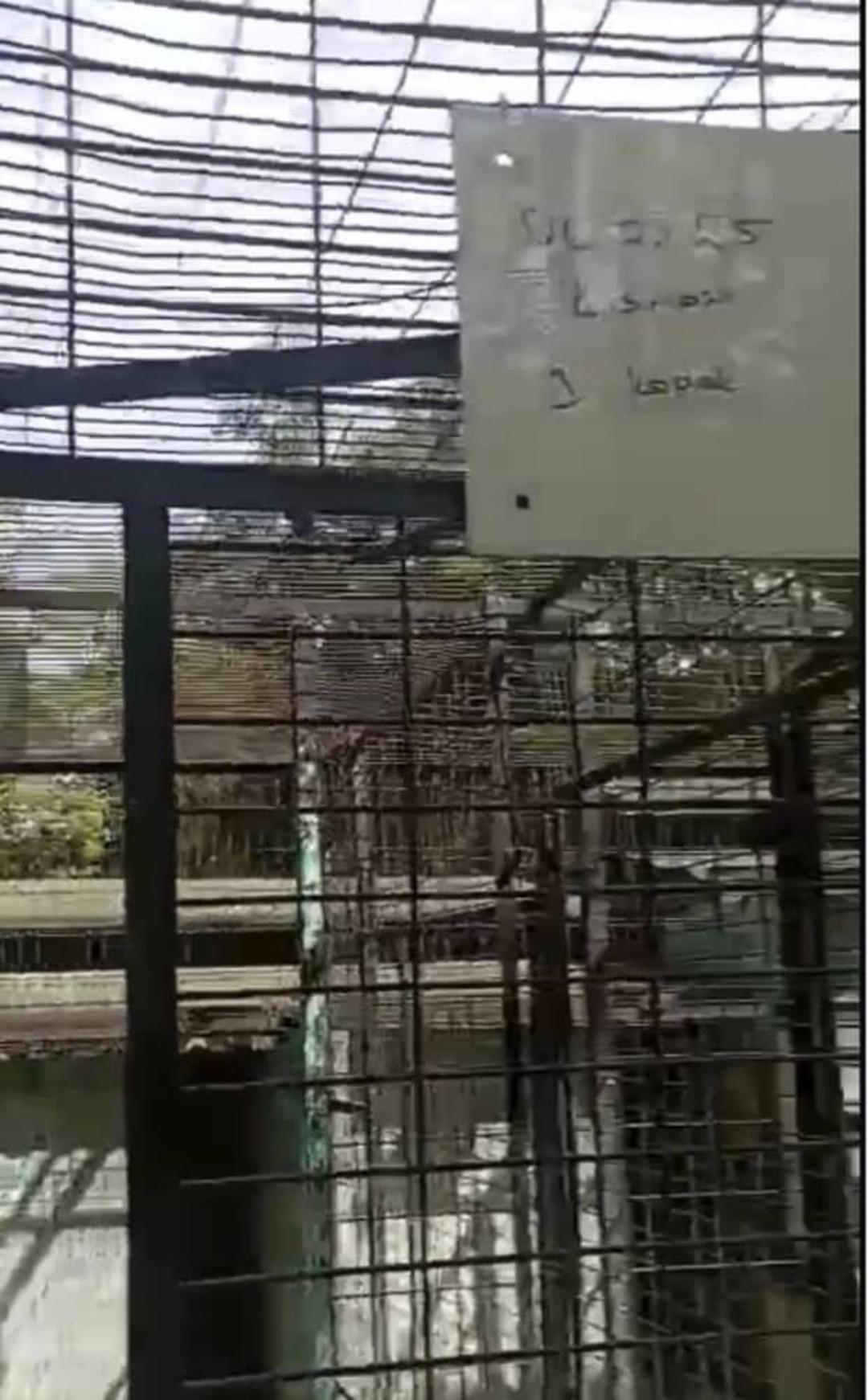 Görüntüler tepki çekmişti! Barınakta hayvanların uyutulduğu iddiaları sonrası barınak müdürü görevden alındı 5