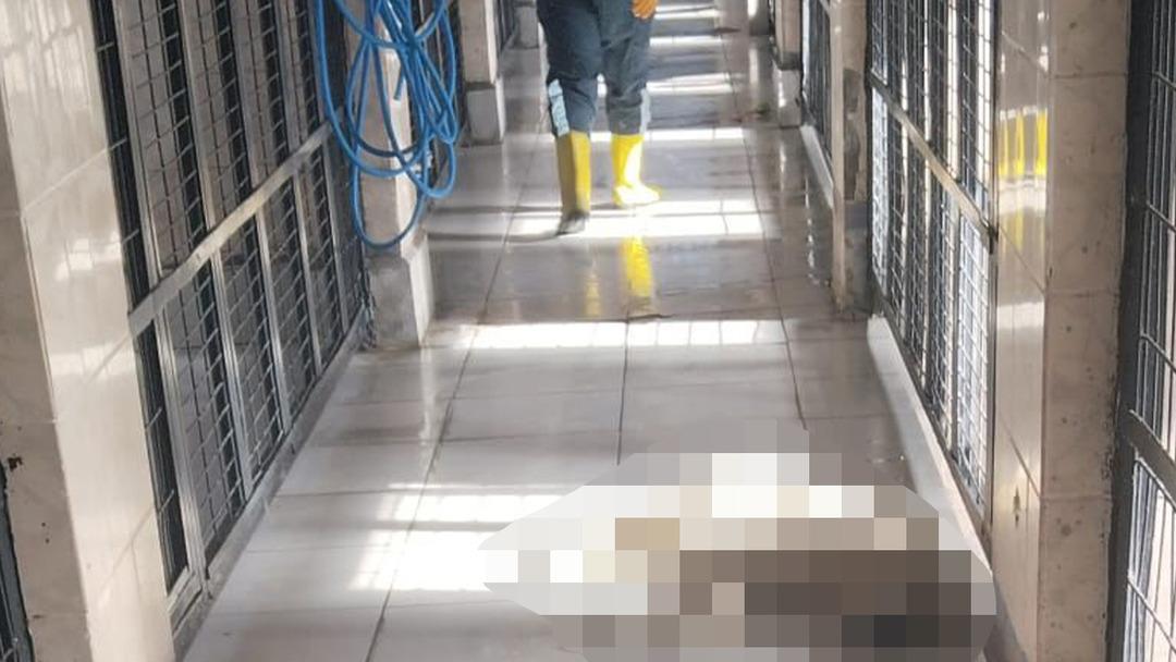 Görüntüler tepki çekmişti! Barınakta hayvanların uyutulduğu iddiaları sonrası barınak müdürü görevden alındı 1