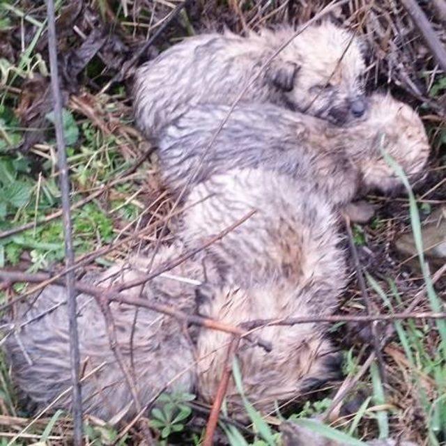 Yolda önüne çıkan yavru köpekleri ölümden kurtardı