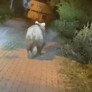 Bartın'da yoldaki bozayıya uzaklaşması için bağırdılar
