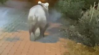 Bartın'da yoldaki bozayıya uzaklaşması için bağırdılar