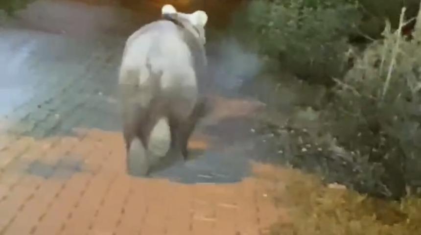 Bartın'da yoldaki bozayıya uzaklaşması için bağırdılar