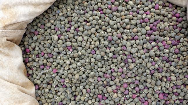 Bamya tohumu suyunun faydaları nelerdir? Bamya tohumu suyu neye iyi gelir?