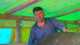 Pazarda yoğunluk başladı! Van'dan gelen de Yozgat'tan da, 130 bin liradan başlıyor... 