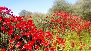 Çay kenarında gelincik güzelliği