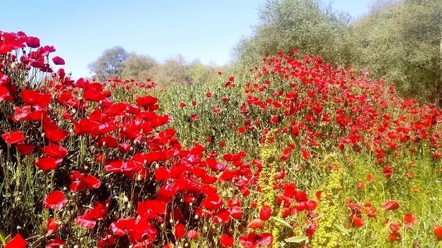 Çay kenarında gelincik güzelliği