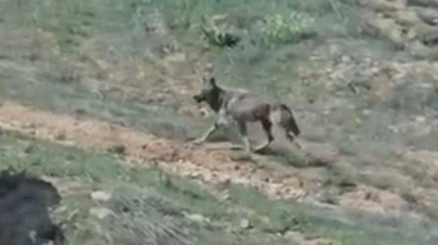 Elazığ'da doğanın nadir konukları görüntülendi
