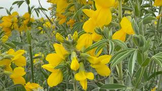 Dudak uçuklatan ceza! Bu çiçeği koparırsan yarım milyondan fazla ceza ödersin! Sadece o bölgede yetişiyor! Eber sarısı baharın müjdecisi...