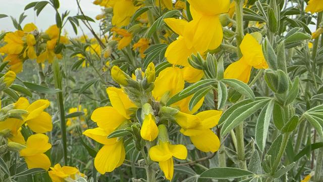 Dudak uçuklatan ceza! Bu çiçeği koparırsan yarım milyondan fazla ceza ödersin! Sadece o bölgede yetişiyor! Eber sarısı baharın müjdecisi...