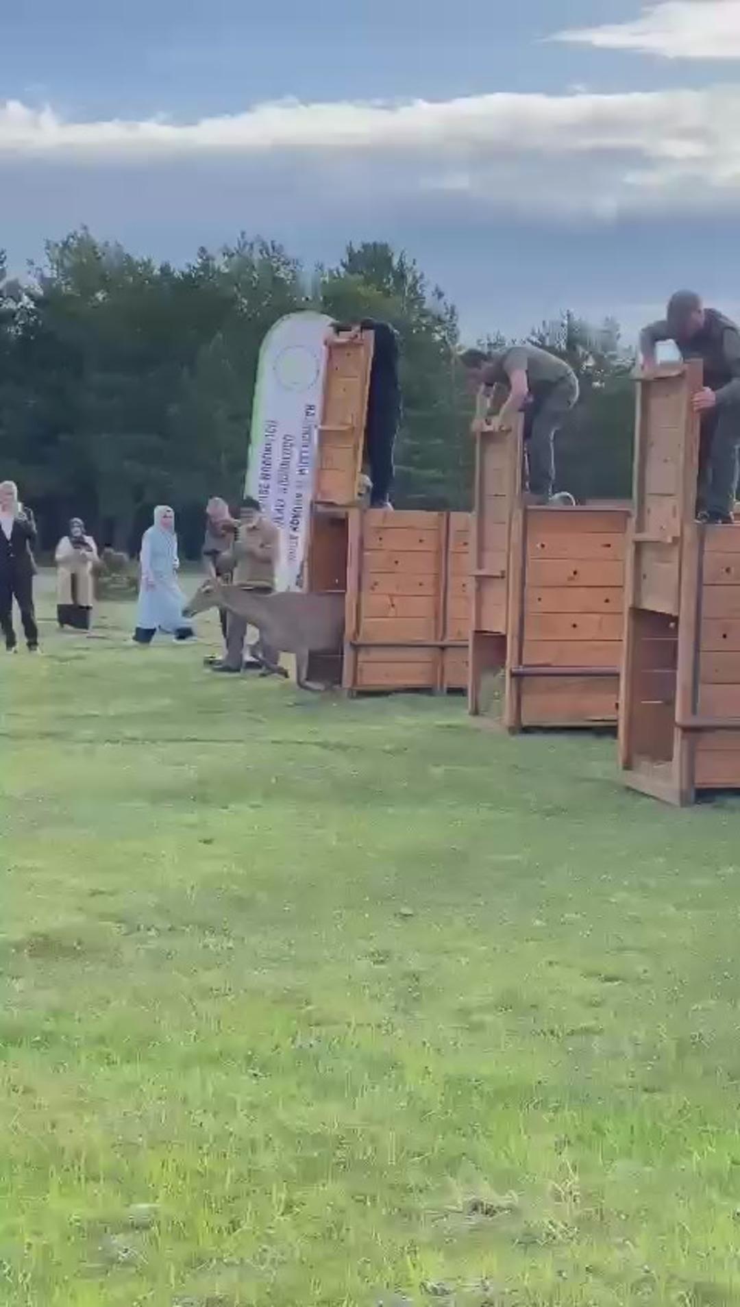 Koruma altındaki kızılgeyikler Ordu’da doğaya salındı 1