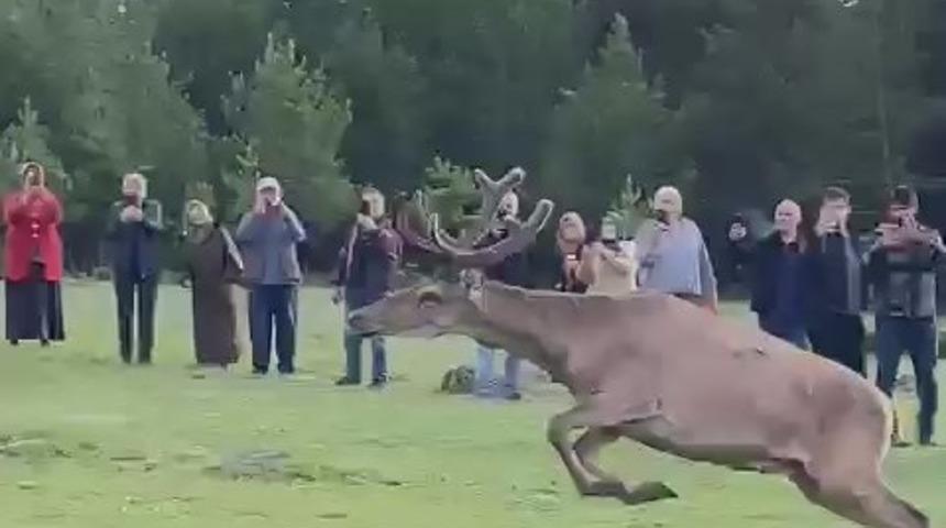 Koruma altındaki kızılgeyikler Ordu’da doğaya salındı