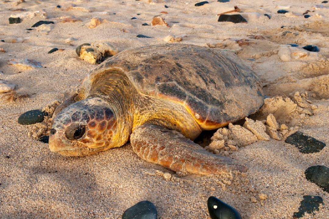 caretta-caretta