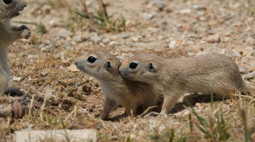 Anadolu gelengisi Karaman'da görüntülendi