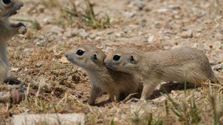 Anadolu gelengisi Karaman'da görüntülendi