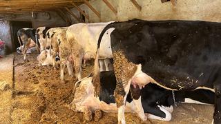  Genç çift devlet desteği ile hayvancılığa başladı! 7 yılda onlarca hayvanları oldu...