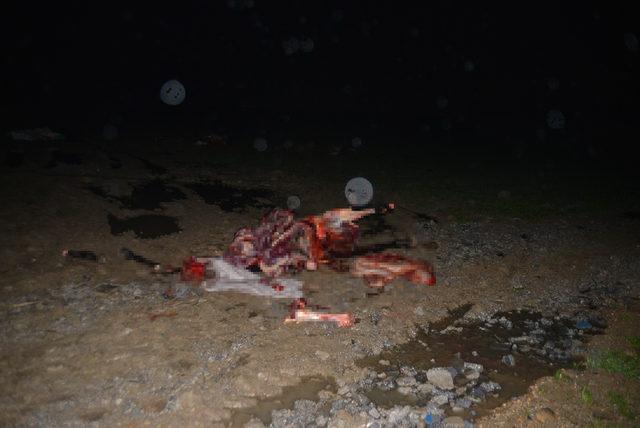 Adana da ka&ccedil;ak at kesimi baskını: İki atı kesilmekten polis kurtardı 1