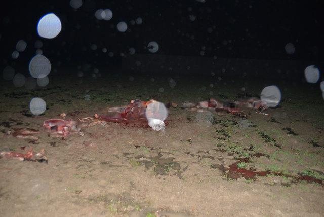 Adana da ka&ccedil;ak at kesimi baskını: İki atı kesilmekten polis kurtardı 2