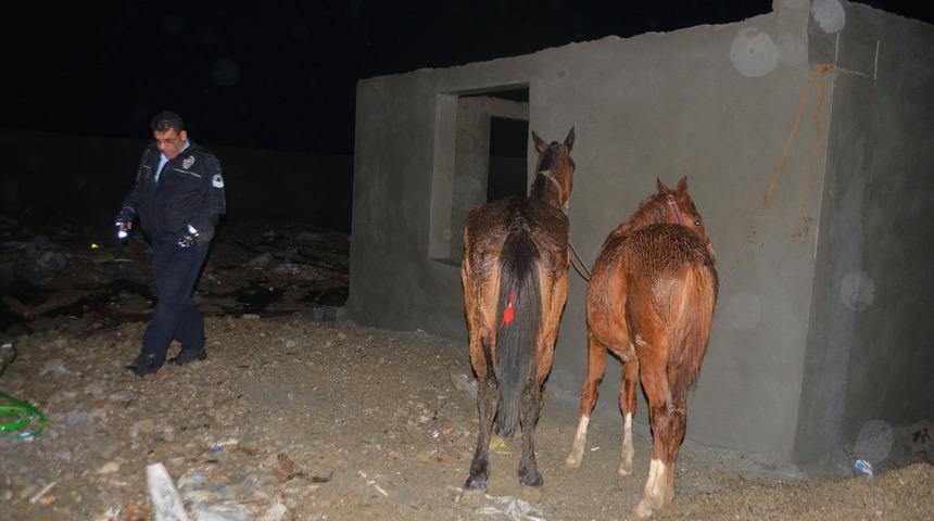 Adana'da ka&ccedil;ak at kesimi baskını: İki atı kesilmekten polis kurtardı