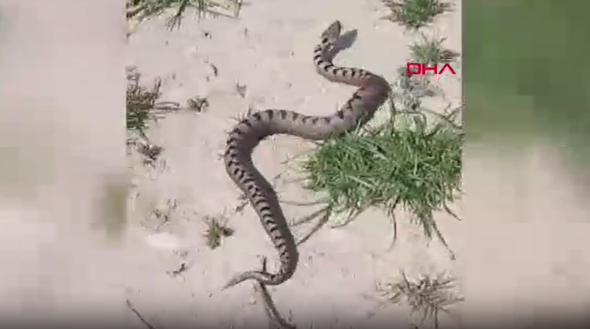 Bursa'da Kafkas burunlu engerek yılanı görüldü