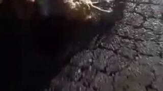 Otomobilin çarptığı 10 küçükbaş hayvan telef oldu