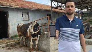 Sosyal medyada gördüğü kurbanlık danaları almak isterken 200 bin TL dolandırıldı