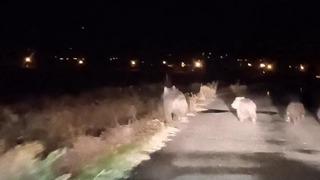 Bal avcısı ayılar ikinci kez arı kovanını saldırdı