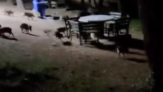 Piknikte karşılaştıkları domuz sürüsü panik oluşturdu