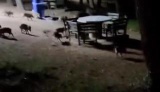 Piknikte karşılaştıkları domuz sürüsü panik oluşturdu