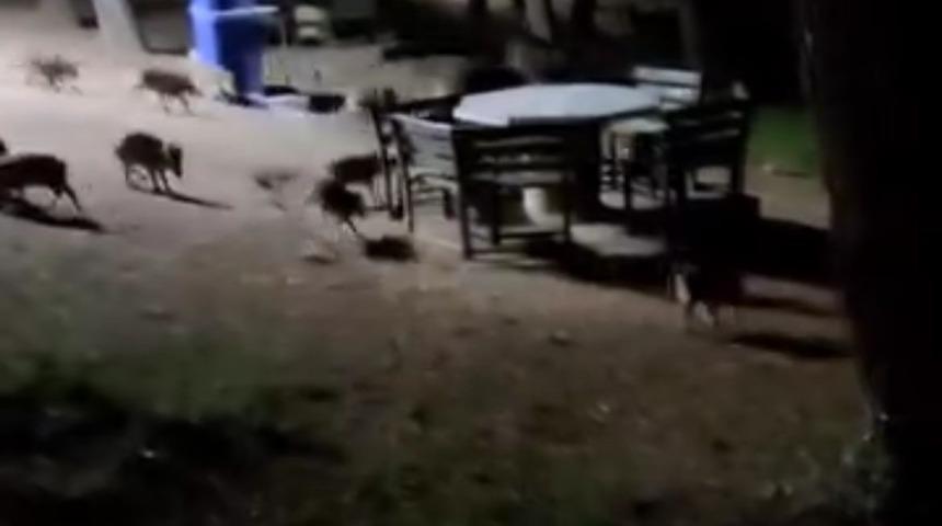 Piknikte karşılaştıkları domuz sürüsü panik oluşturdu