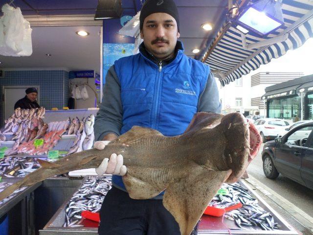 Marmara Denizi’nde balıkçı ağlarına köpekbalığı takıldı