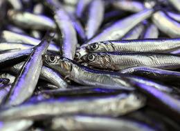 Türkiye hamsi ihracatından 4 ayda 4,7 milyon dolar kazandı