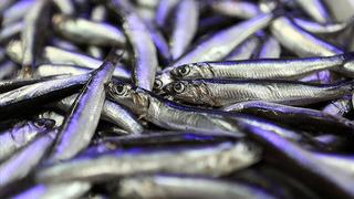 Türkiye hamsi ihracatından 4 ayda 4,7 milyon dolar kazandı