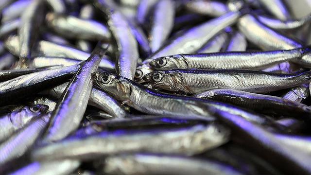 Türkiye hamsi ihracatından 4 ayda 4,7 milyon dolar kazandı