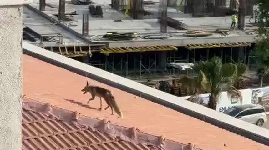 Çatıya çıkan tilki ekipleri harekete geçirdi