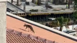 Çatıya çıkan tilki ekipleri harekete geçirdi